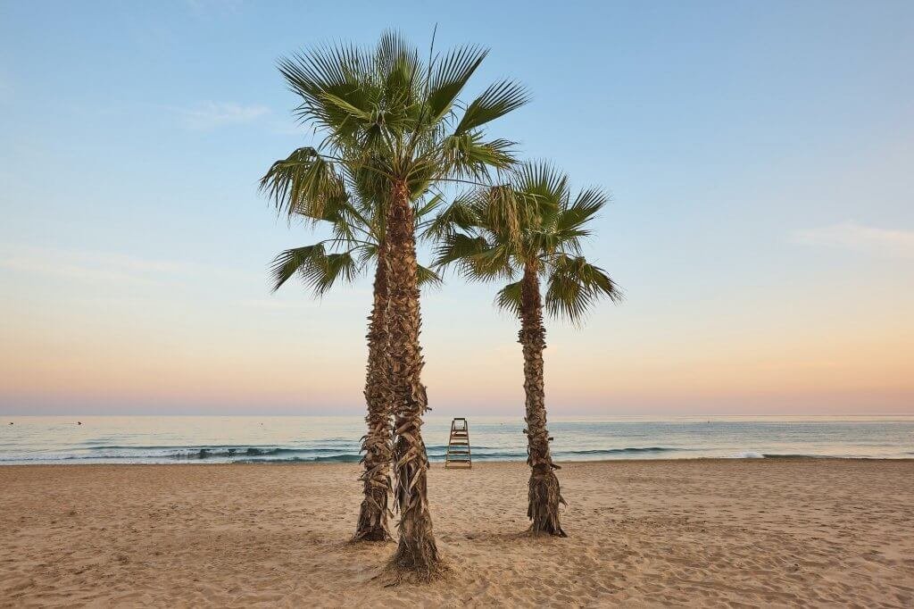 Mediterranean sand beach with palm trees at sunset. Calpe, Spain